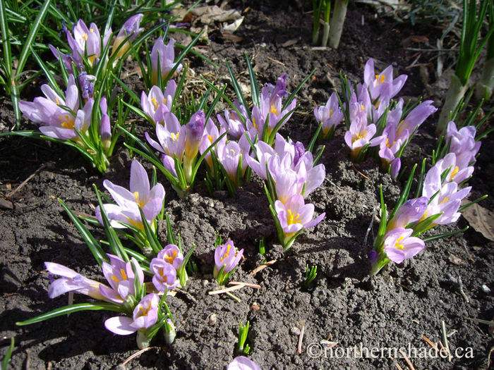 crocus-sieberi-firefly-pinky-purple-flowers