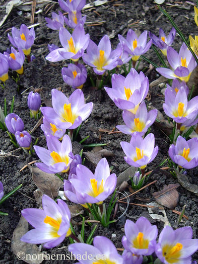 crocus-sieberi-tricolor-flowers-close-to-ground
