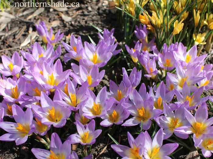 crocus-sieberi-tricolor-flowers-open-in-the-sun