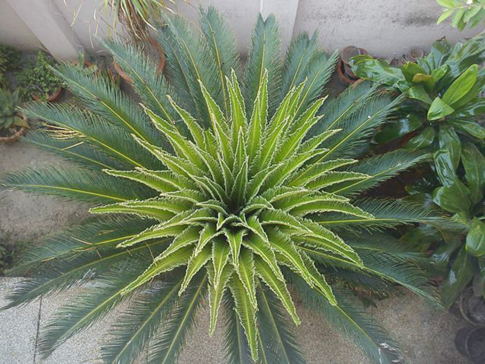 Cycas-Revoluta-Leaves