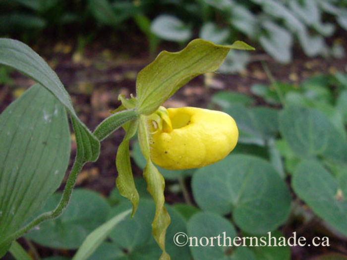 Cypripedium-calceolus-ladys-slipper-flower