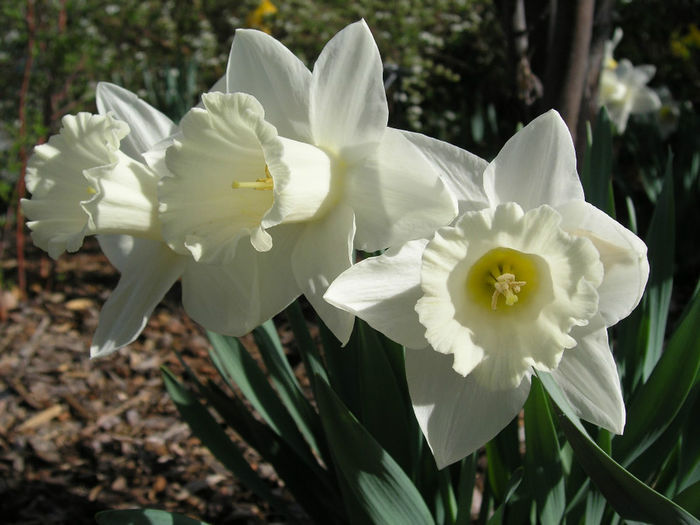 Daffodils,_Narcissus_-_White_-_April_13,_2006_(1)