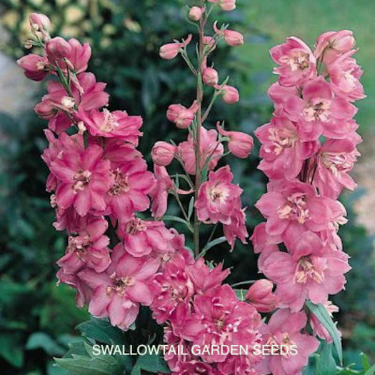 delphinium_astolat_3 - 2014-2016 dorinte o parte iar cealalta de vizionat