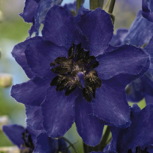 delphinium_magic_fountains_dark_blue_dark_bee_pop-up - 2014-2016 dorinte o parte iar cealalta de vizionat