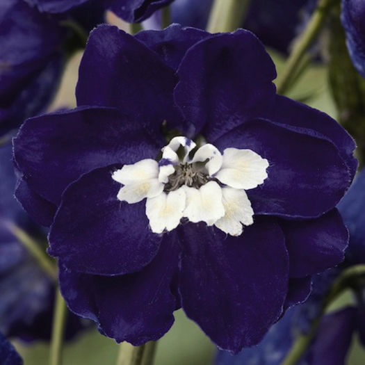 delphinium_magic_fountains_dark_blue_white_bee_pop-up - 2014-2016 dorinte o parte iar cealalta de vizionat