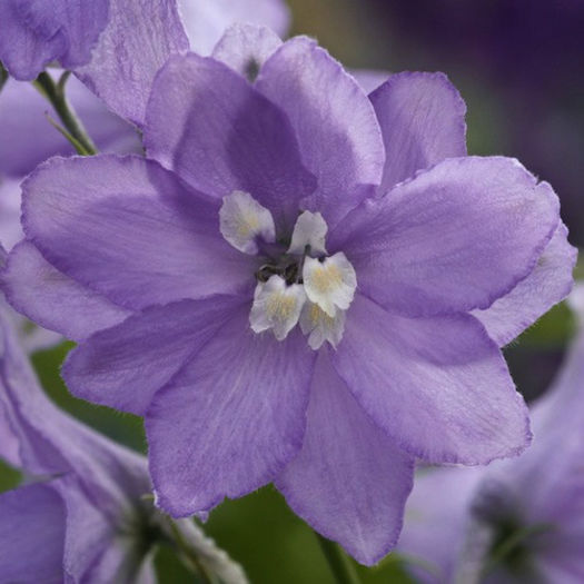 delphinium_magic_fountains_lavender_with_white_bee_pop-up