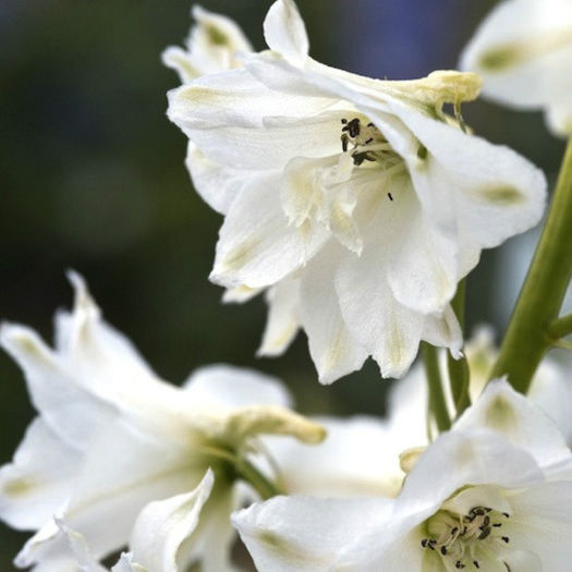 delphinium_magic_fountains_pure_white_pop-up - 2014-2016 dorinte o parte iar cealalta de vizionat