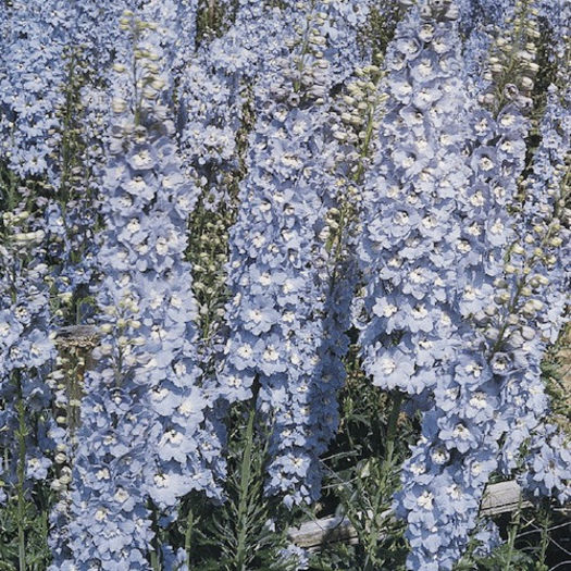 delphinium_pacific_giant_summer_skies_pop-up2 - 2014-2016 dorinte o parte iar cealalta de vizionat