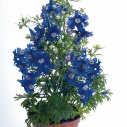 delphinium_summer_clouds_pop-up - 2014-2016 dorinte o parte iar cealalta de vizionat