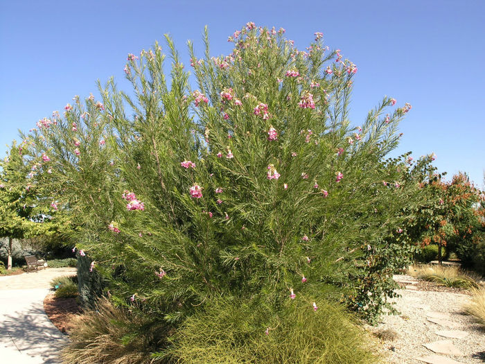 Desert_Willow,_Chilopsis_linearis_Sep_27_2006 - 2014-2016 dorinte o parte iar cealalta de vizionat