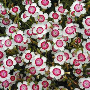 dianthus_arctic_fire_ - 2014-2016 dorinte o parte iar cealalta de vizionat