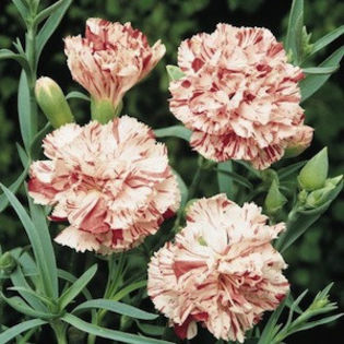 dianthus_carnation_giant_chabaud_benigna_2 - 2014-2016 dorinte o parte iar cealalta de vizionat