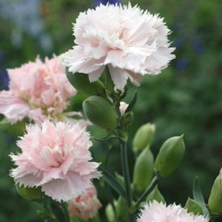 dianthus_carnation_giant_chabaud_la_france_2 - 2014-2016 dorinte o parte iar cealalta de vizionat