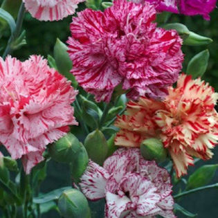 dianthus_carnation_giant_chabaud_picotee_fantasy_mix_2