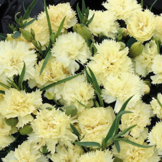 dianthus_carnation_lemon_fizz_2 - 2014-2016 dorinte o parte iar cealalta de vizionat