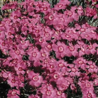 dianthus_cheddar_pink_2