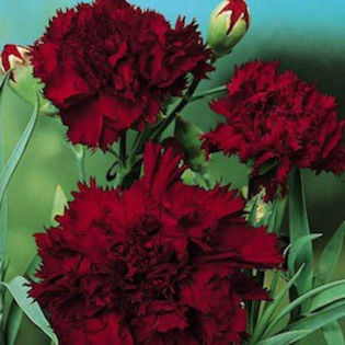 dianthus_grenadin_black_king_2