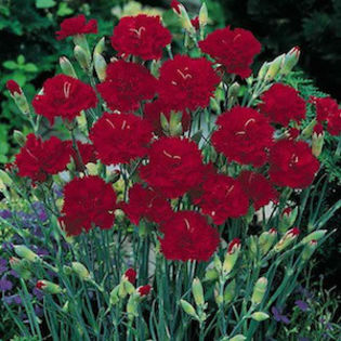 dianthus_grenadin_cardinal_2 - 2014-2016 dorinte o parte iar cealalta de vizionat