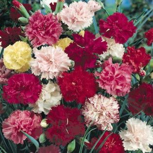 dianthus_grenadin_mix_2