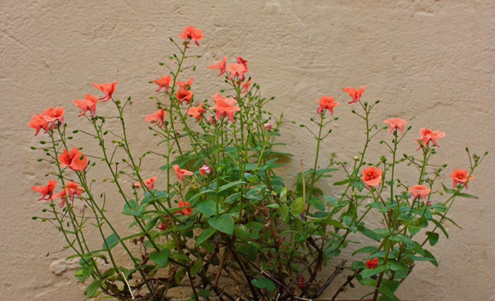 diascia-flowers - 2014-2016 dorinte o parte iar cealalta de vizionat