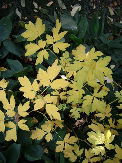 dicentra-spectabilis-alba-fall-colour - 2014-2016 dorinte o parte iar cealalta de vizionat