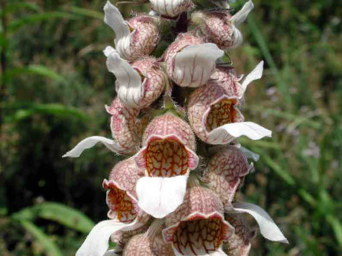 Digitalis 3 - 2014-2016 dorinte o parte iar cealalta de vizionat