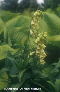 Digitalis%20grandiflora