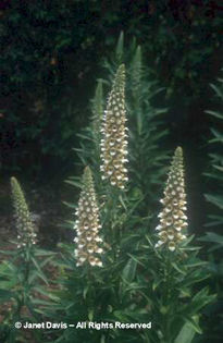 Digitalis%20lanata - 2014-2016 dorinte o parte iar cealalta de vizionat