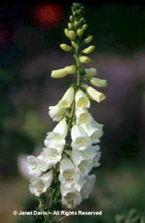 Digitalis%20purpurea%20 - 2014-2016 dorinte o parte iar cealalta de vizionat
