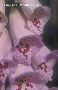 Digitalis%20purpureus