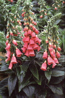 Digitalis%20x%20mertonensis - 2014-2016 dorinte o parte iar cealalta de vizionat