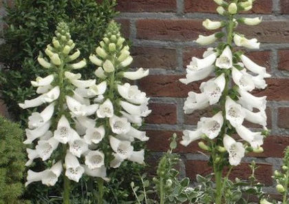 digitalis_dalmatian_white_3x4 - 2014-2016 dorinte o parte iar cealalta de vizionat