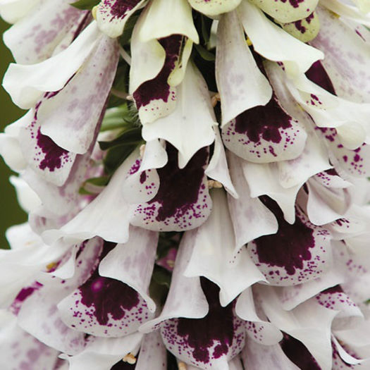 digitalis_pantaloons_3 - 2014-2016 dorinte o parte iar cealalta de vizionat
