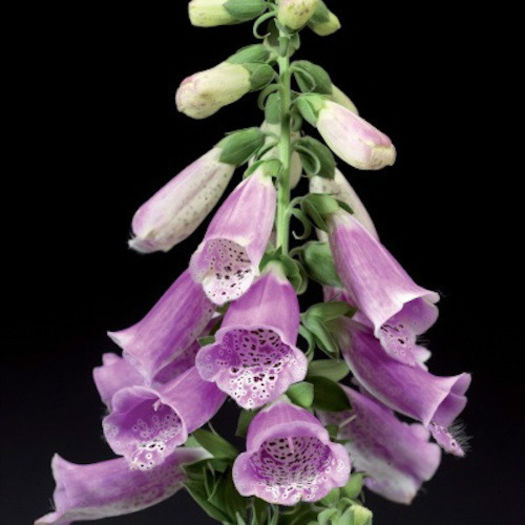 digitalis_purpurea_virtuoso_rose_3