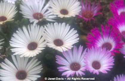 Dorotheanthus bellidiformis