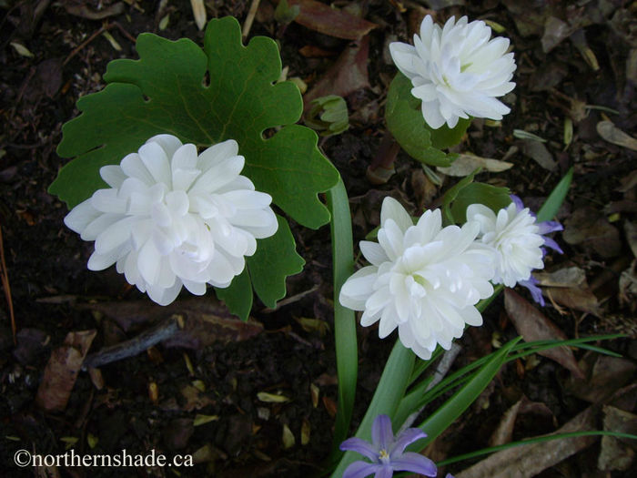 double-flowering-sanguinaria-canadensis-f_-multiplex-flowers- - 2014-2016 dorinte o parte iar cealalta de vizionat