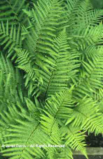 Dryopteris%20filix-mas - 2014-2016 dorinte o parte iar cealalta de vizionat
