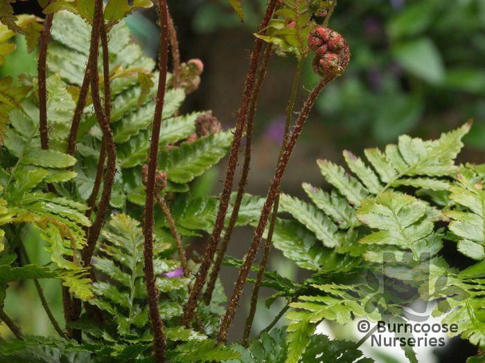 Dryopteris_erythrosa_brilliance_5467~2 - 2014-2016 dorinte o parte iar cealalta de vizionat