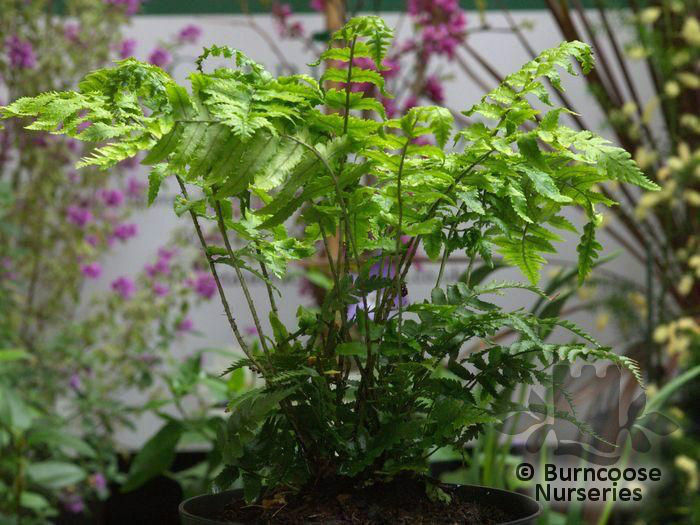 Dryopteris_erythrosa_cyadina_5469~3