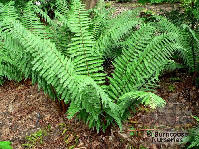 dryopteris_wallichiana_5326 - 2014-2016 dorinte o parte iar cealalta de vizionat