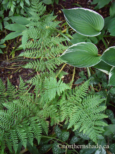 Dryopteris-expansa-and-Hosta-Francee - 2014-2016 dorinte o parte iar cealalta de vizionat