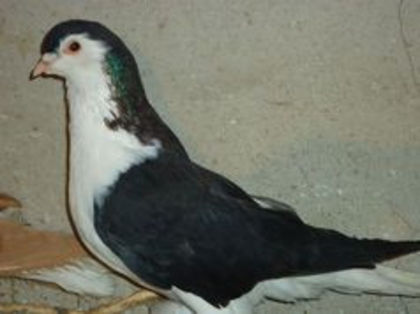 93137487_ZRQEKHE - Porumbei de ornament