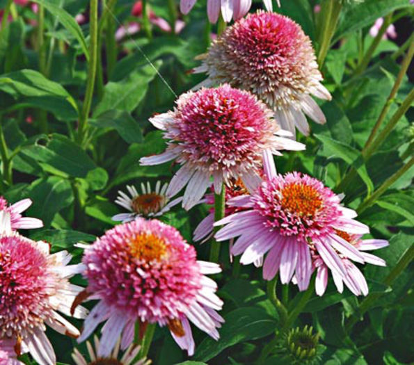 echinacea butterfly kisses - 2014-2016 dorinte o parte iar cealalta de vizionat