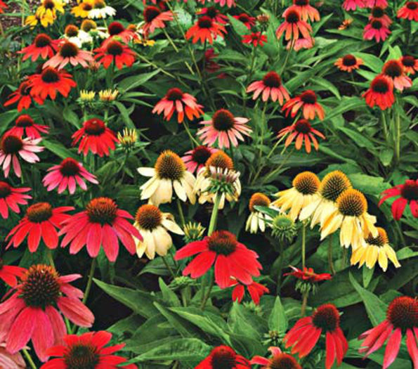 echinacea cheyenne spirit - 2014-2016 dorinte o parte iar cealalta de vizionat