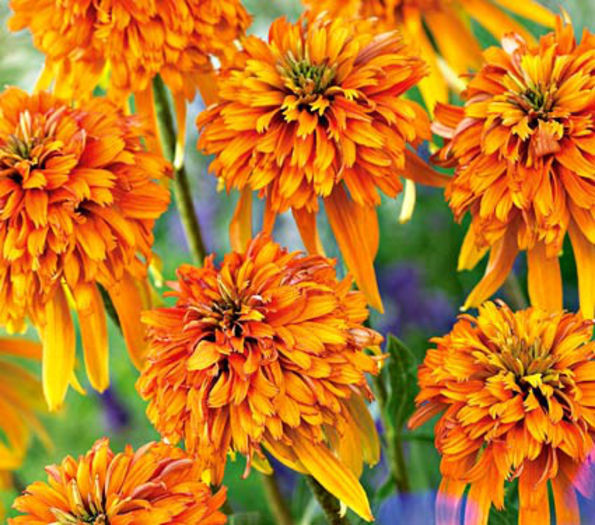 echinacea cone-fections marmalade - 2014-2016 dorinte o parte iar cealalta de vizionat