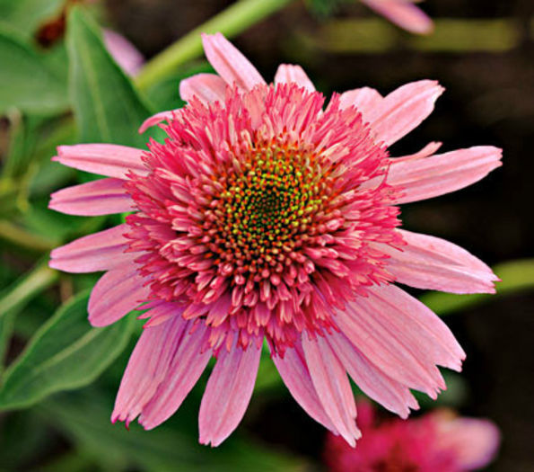 echinacea double scoop bubble gum
