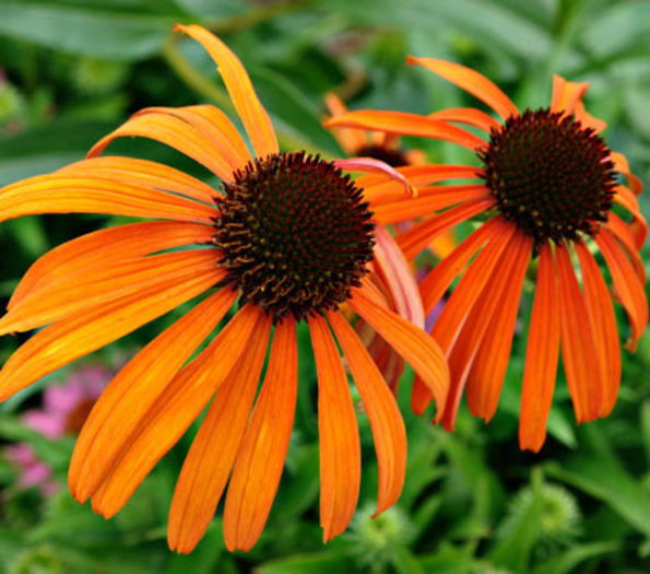 echinacea indian summer