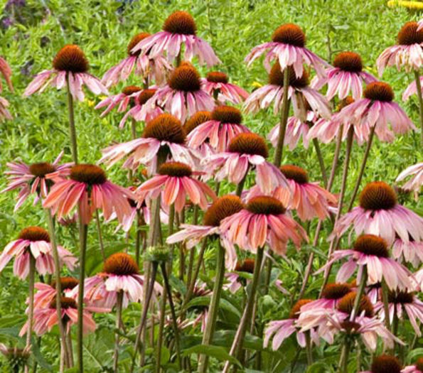 echinacea purpurea big sky summer sky