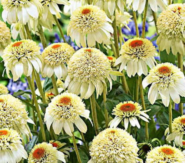echinacea purpurea cone-fections milkshake