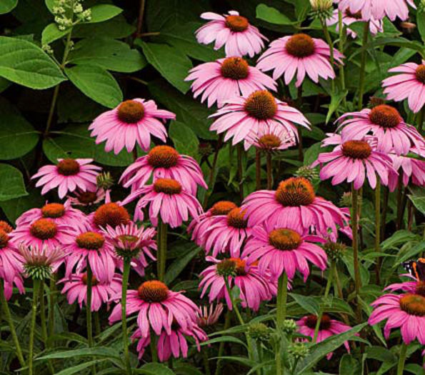 echinacea purpurea magnus